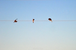birds-and-the-wire_51740558128_o