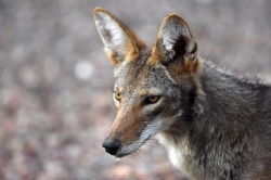 coyote-handsome_51288894509_o