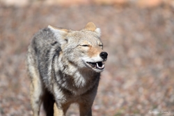 coyote-smiling_49493330498_o