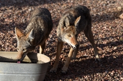 coyote-thirsty_51855131611_o