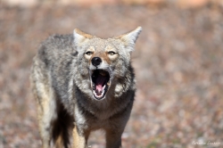 coyote-yawning_49493315128_o
