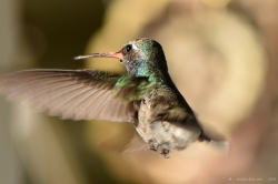 hummingbird_27907571929_o