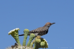 northern-flicker-on-saguaro-cactus_42065940061_o