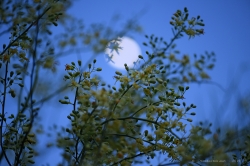 palo-verde-and-the-moon_41644752552_o
