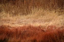 grasslands---ombre_51781819560_o