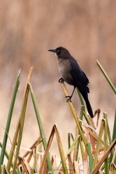 great-tailed-grackle_51751874087_o
