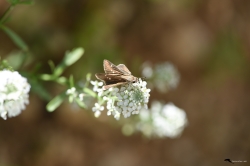 moth-and-flower_36273906591_o