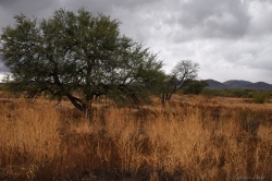 sonoran-desert-grasslands-autumn_50731445111_o