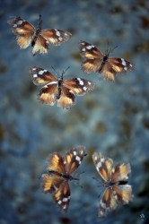 5-floating-butterflies_30496768248_o
