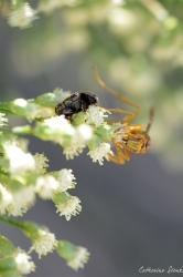 paper-wasp-and-a-black-bug-sitting-in-a-tree_48910762221_o