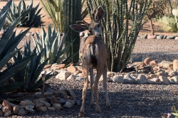 mule-deer-in-the-yard--2011_48993839937_o