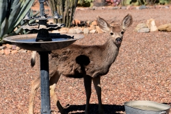 mule-deer-in-the-yard-2018_48993100838_o