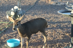 mule-deer-in-the-yard_48993654241_o